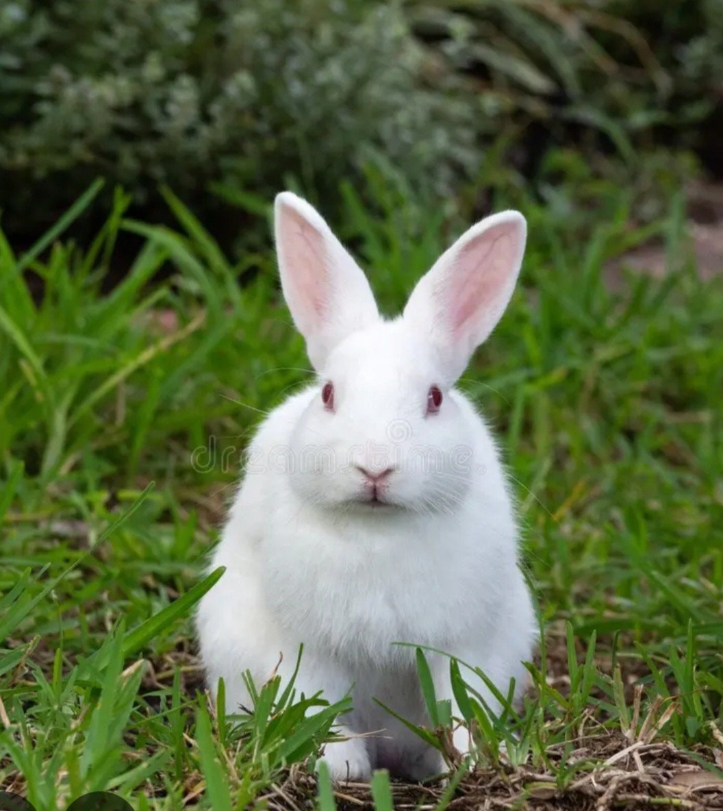 Ice rabbit